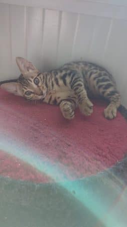 LA CHATTERIE DES REX&rsquo;POILS - Image 2