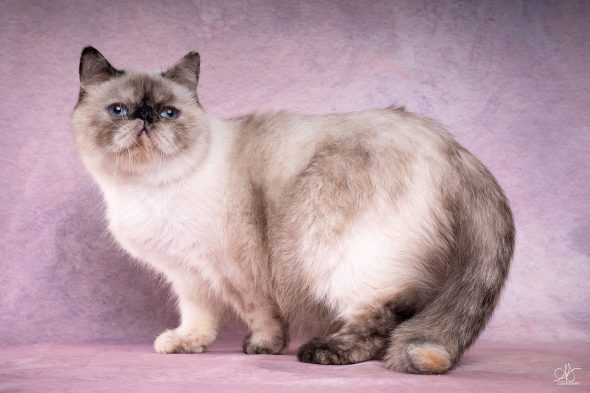 CHATTERIE AU COEUR DU SOLEIL - Image 5