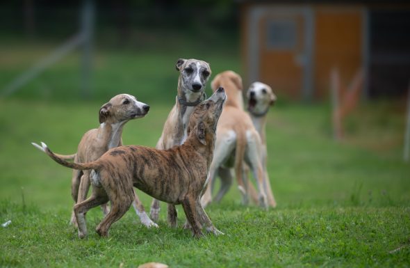 DES PLAINES DES BRUYERES – Whippet et Golden Retriever - Image 8
