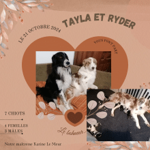KANOU ET L AURA DU BORDER COLLIE