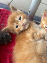 CHATTERIE DES NOELLYCAT COONS