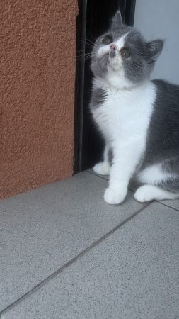 CHATTERIE DOUCE DU COTON BLANC - Image 7