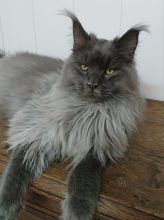 CHATTERIE DES NOELLYCAT COONS