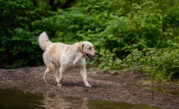 DES PLAINES DES BRUYERES – Whippet et Golden Retriever - Image 22