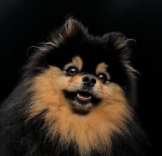 MOSNERANIE