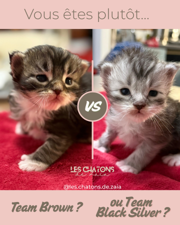 Les Chatons de Zaïa - Image 9