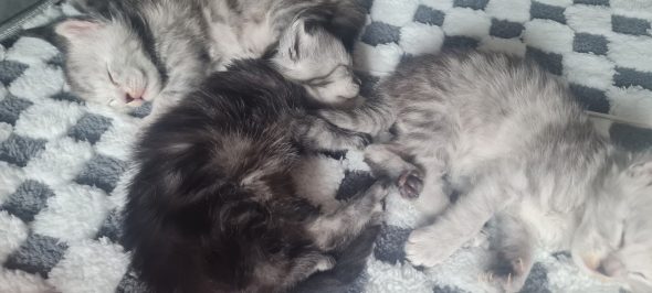 CHATTERIE DU COEUR SOLOGNOT - Image 6