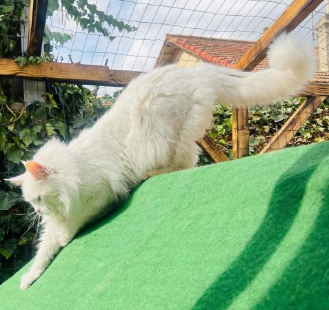 CHATTERIE DE KOOL AND COON S - Image 8