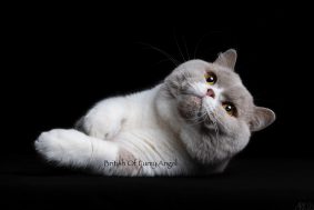 OF FURRY ANGEL