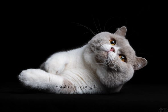OF FURRY ANGEL - Image 2