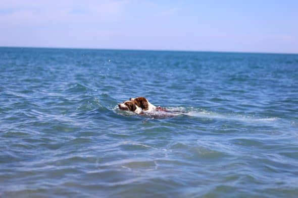 OPAL AUSSIE - Image 42