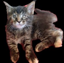 DE MAINECOON PARADISE