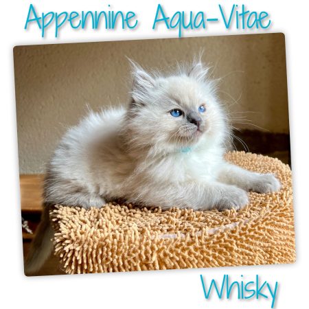 Appennine - Image 7