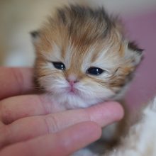 NEKOBAA