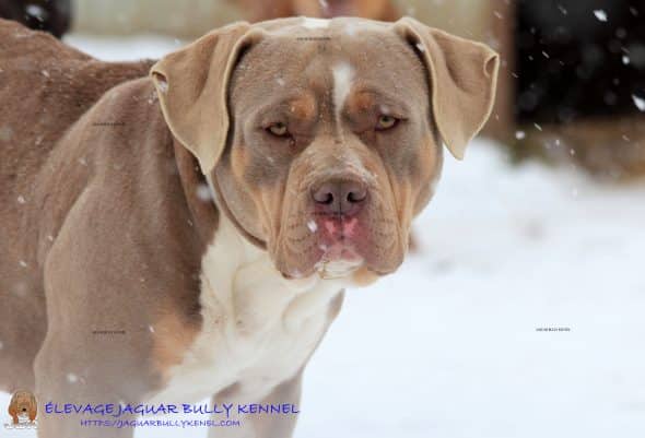 JAGUAR BULLY KENNEL - Image 2