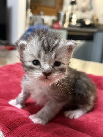 Les Chatons de Zaïa - Image 8