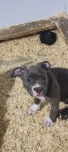 BREIZH BULLY KENNEL