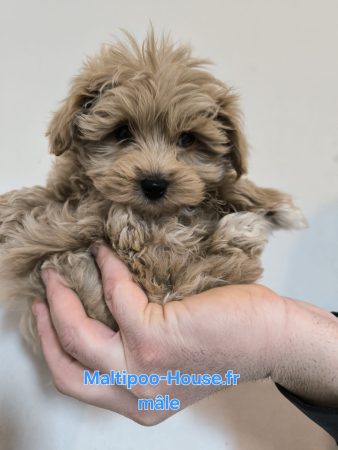 Maltipoo-House.fr - Image 7