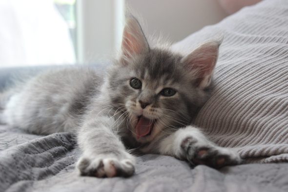 PLUME’S LITTLEPAWS - Image 21