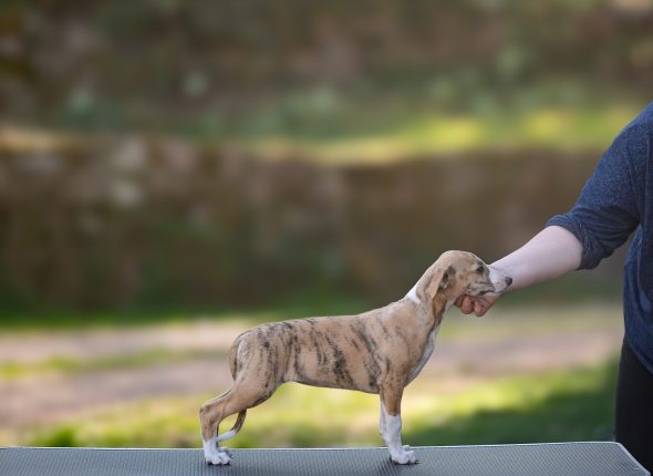 DES PLAINES DES BRUYERES – Whippet et Golden Retriever - Image 4