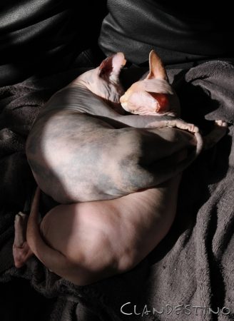 CLANDESTINO - Image 6