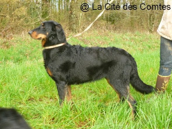 LA CITE DES COMTES - Image 6