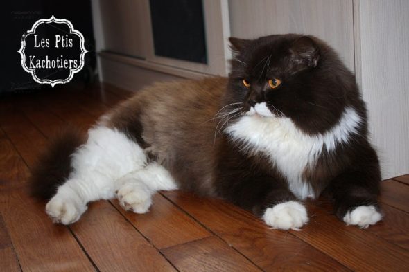 CHATTERIE DES PTIS KACHOTIERS - Image 7