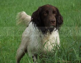 VOM HUNDEGELAUT