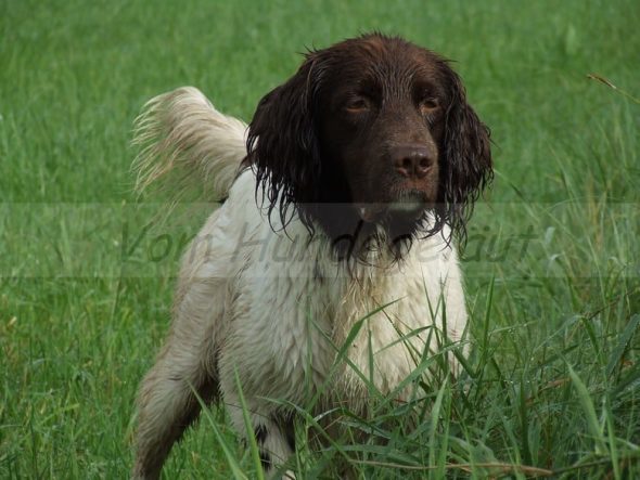 VOM HUNDEGELAUT - Image 4
