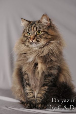 CHATTERIE DE DARYAZUR – AOPEG - Image 4