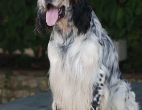 MULERO ANNIE