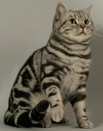 THAI SANDRINE - Image 1