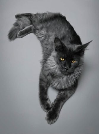 Chatterie Des Ombres Douces - Image 4