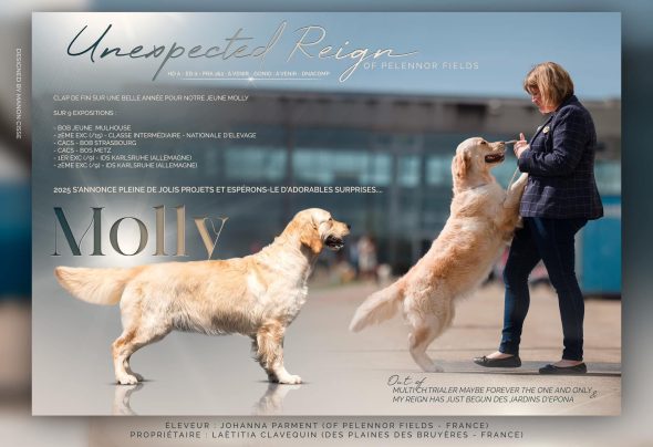 DES PLAINES DES BRUYERES – Whippet et Golden Retriever - Image 34