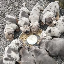 Love is a DOG