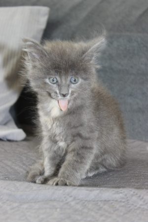 PLUME’S LITTLEPAWS - Image 38