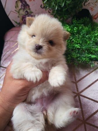 DOMAINE SPITZ NAIN POMERANIAN DES OLIVIERS - Image 7