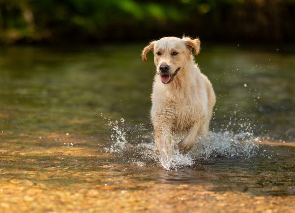 DES PLAINES DES BRUYERES – Whippet et Golden Retriever - Image 25