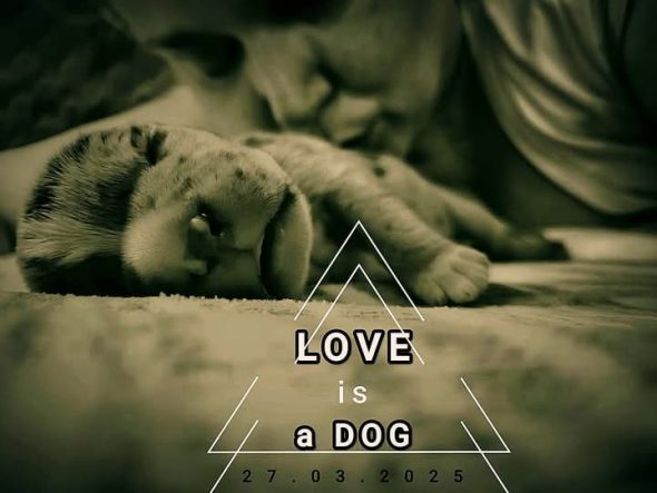 Love is a DOG - Image 4