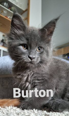 Little Lion - Image 2