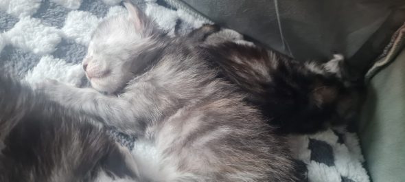 CHATTERIE DU COEUR SOLOGNOT - Image 12