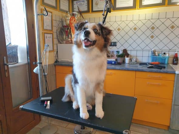 OF DARLING DOG - Image 17