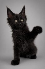 CHATTERIE MAINE COONS OF IRISH TOUCH