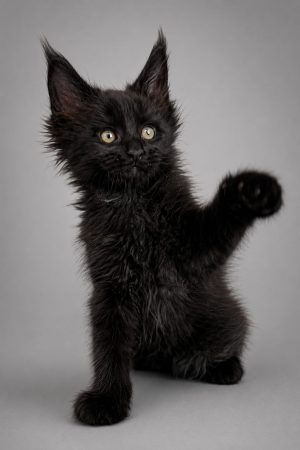 CHATTERIE MAINE COONS OF IRISH TOUCH - Image 4