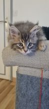 CHATTERIE DU COEUR SOLOGNOT