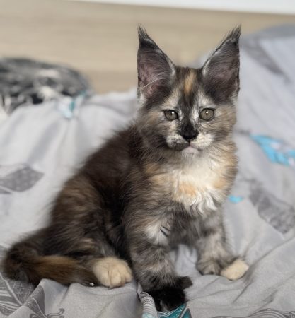 DES PATOUNES VELUES - Image 3