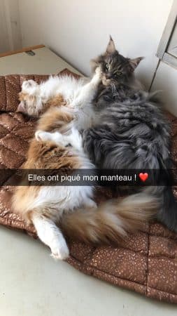 LES GAZONS D&rsquo;ILE DE FRANCE - Image 17