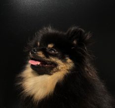 MOSNERANIE