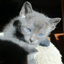 Hello-Korat