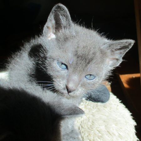 Hello-Korat - Image 1